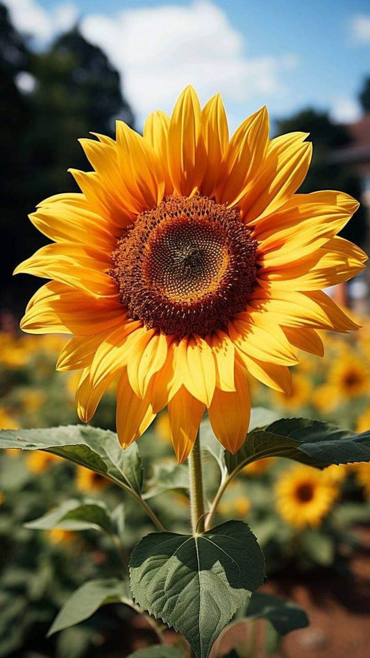 Minies pampilles "Botanique 🌻" (sans créoles) finition brillante.